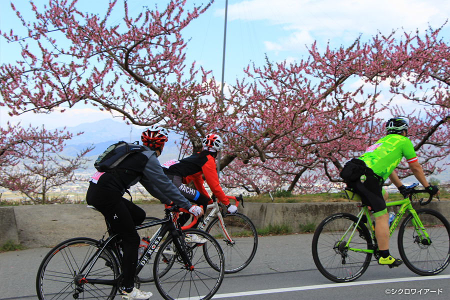 桃と桜のサイクリング2018