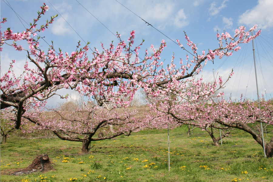 桃と桜のサイクリング2018