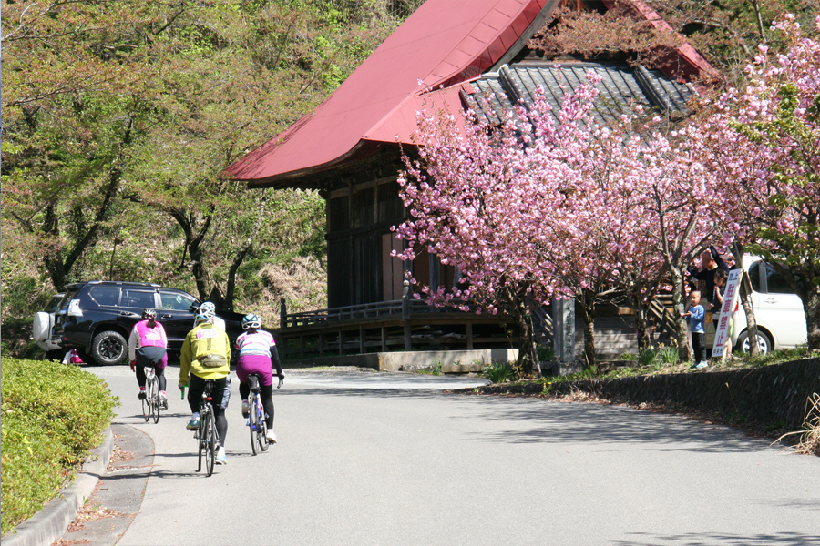 桃と桜のサイクリング2018