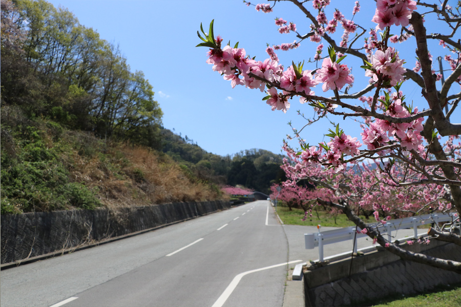 桃と桜のサイクリング2018