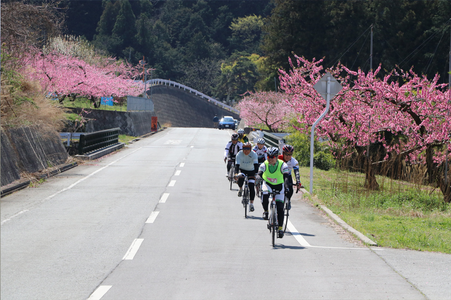 桃と桜のサイクリング2018